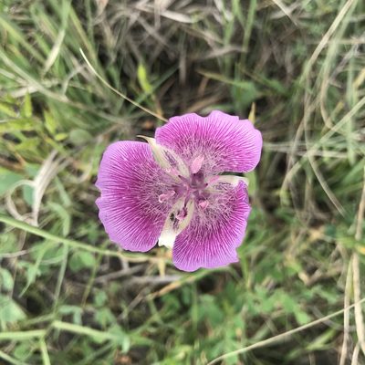 Calochortus striatus, photographed by Rachel Smith