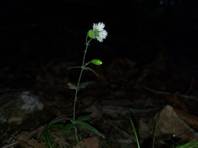 Silene stellata, photographed by the swamp ass