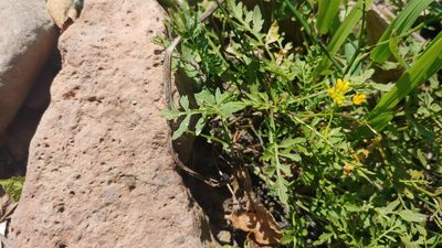 Rorippa sylvestris, photographed by Ryan Sorrells