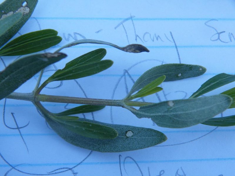 Petalidium oblongifolium, photographed by Antoinette Eyssell Knox