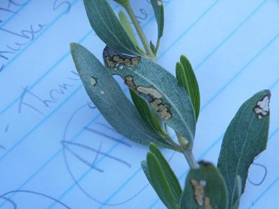 Petalidium oblongifolium, photographed by Antoinette Eyssell Knox