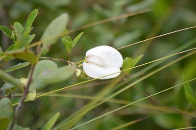 Centrosema arenicola