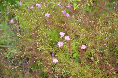 Agalinis filifolia