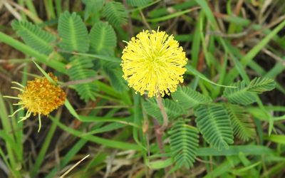 Neptunia lutea, photographed by saltyhiker
