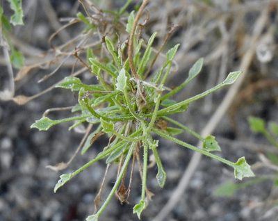 Pleurocoronis pluriseta, photographed by Diana