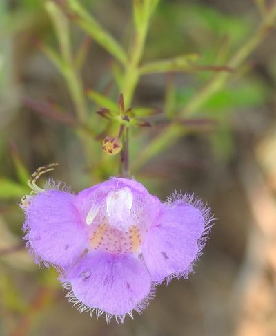 Agalinis homalantha, photographed by saltyhiker