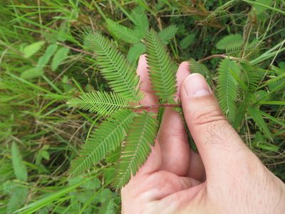 Aeschynomene americana, photographed by Ben Machado
