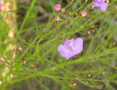 Agalinis homalantha, photographed by saltyhiker