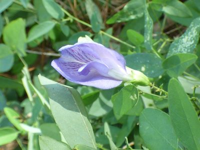 Clitoria mariana, photographed by kcthetc1
