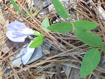 Clitoria mariana, photographed by kcthetc1