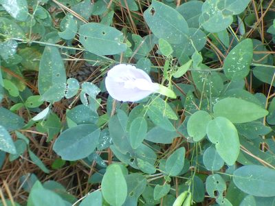 Clitoria mariana, photographed by kcthetc1