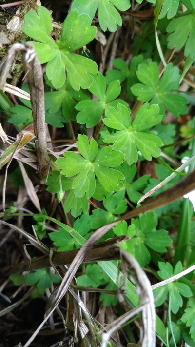 Geranium suzukii, photographed by Jason