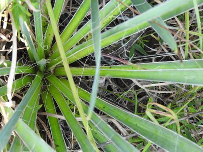 Yucca arkansana, photographed by saltyhiker