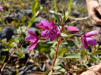 Epilobium latifolium, photographed by Todd Folsom