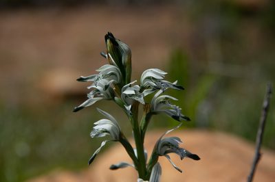 Chloraea multiflora, photographed by Jorge Herreros de Lartundo