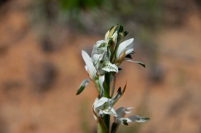 Chloraea multiflora, photographed by Jorge Herreros de Lartundo