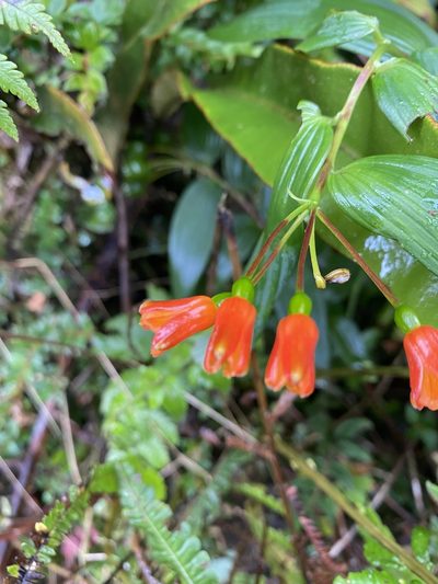Bomarea distichifolia, photographed by tlaloc27