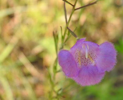 Agalinis homalantha, photographed by saltyhiker