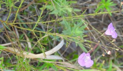 Agalinis homalantha, photographed by saltyhiker