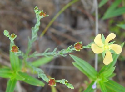 Hypericum drummondii, photographed by saltyhiker
