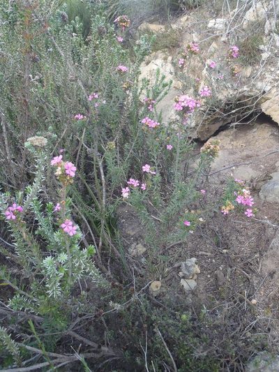 Acmadenia densifolia, photographed by Nicola van Berkel