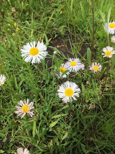 Erigeron wislizeni, photographed by Oscar C. González Martínez