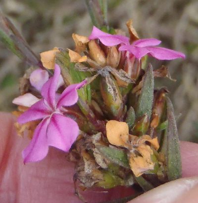 Acmadenia densifolia, photographed by Nicola van Berkel