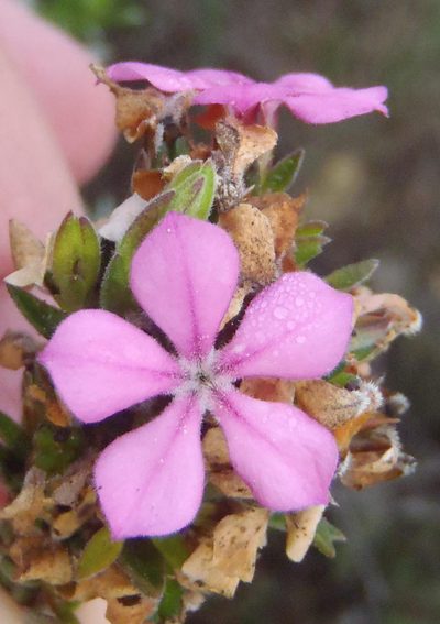 Acmadenia densifolia, photographed by Nicola van Berkel