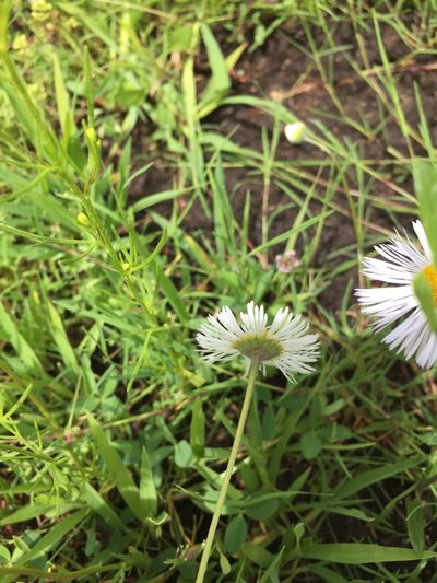 Erigeron wislizeni, photographed by Oscar C. González Martínez