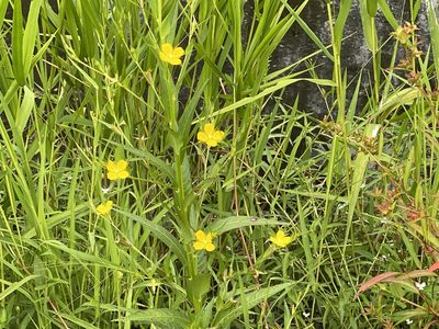 Ludwigia decurrens