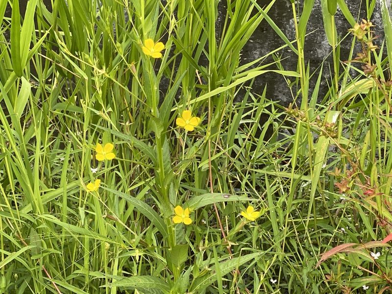 Ludwigia decurrens, photographed by Judy Gallagher