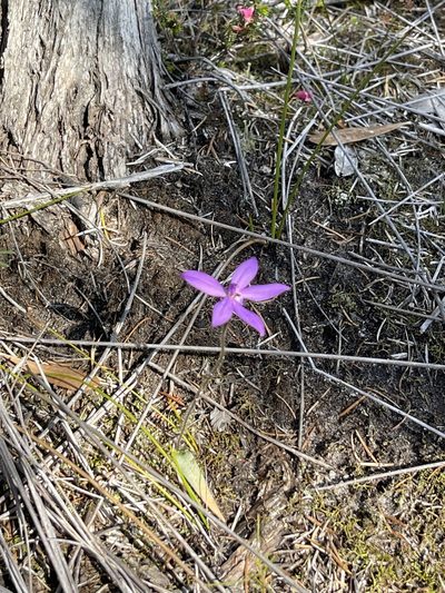 Caladenia minorata, photographed by libby hepburn