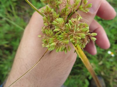 Cyperus surinamensis, photographed by Ben Machado