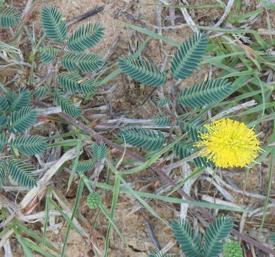 Neptunia lutea, photographed by saltyhiker
