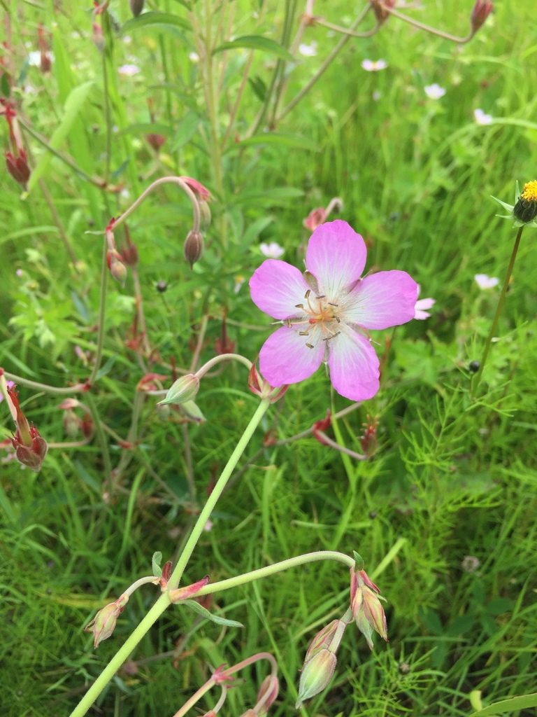 Geranium niveum, photographed by Oscar C. González Martínez