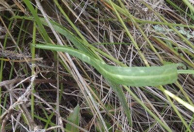 Cephalaria humilis, photographed by Nicola van Berkel