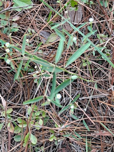 Euphorbia curtisii, photographed by Alpha Wolf