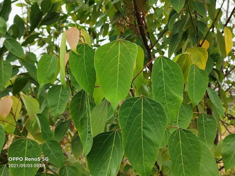 Macaranga heynei, photographed by Ong Jyh Seng