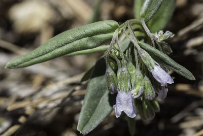 Mertensia fendleri, photographed by Craig Martin