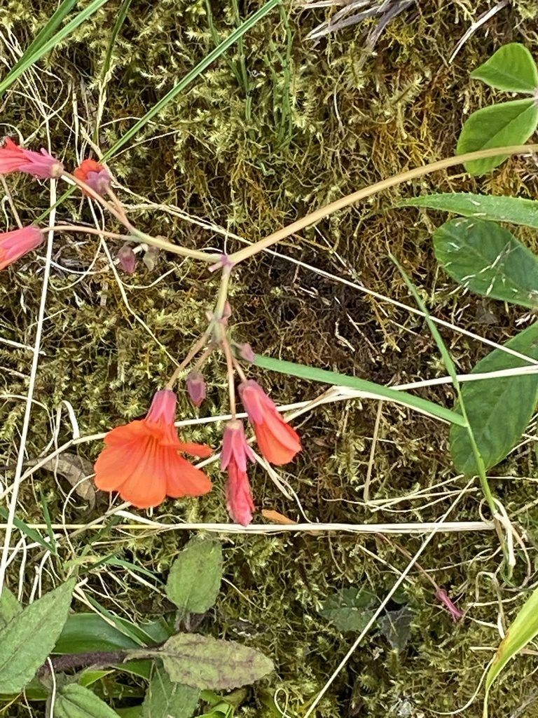 Oxalis integra, photographed by tlaloc27