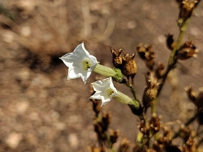Nicotiana attenuata, photographed by Daniel S.