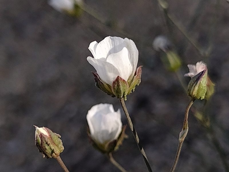 Eremogone macradenia, photographed by Daniel S.