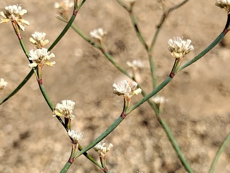 Eriogonum cithariforme, photographed by Daniel S.