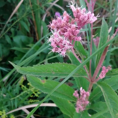 Eutrochium maculatum, photographed by Chris