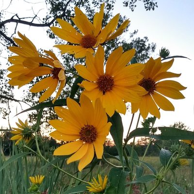 Helianthus grosseserratus, photographed by Chris