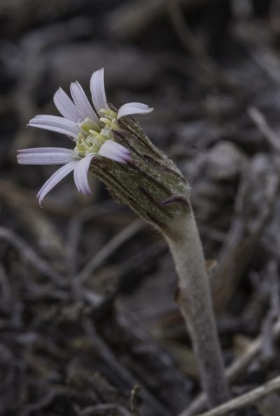 Leibnitzia lyrata, photographed by Craig Martin