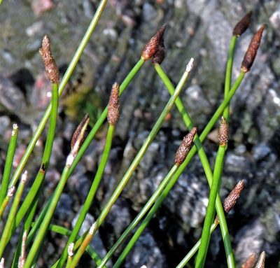 Eleocharis elegans, photographed by Hugo Hulsberg