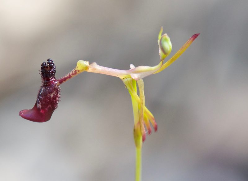 Drakaea livida, photographed by Ruth Clark