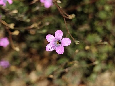 Saltugilia splendens, photographed by Daniel S.
