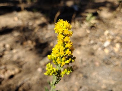 Solidago velutina, photographed by Daniel S.
